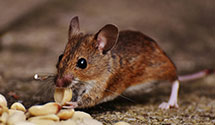 24 Hour & Emergency Exterminators in Yellow Lake, WI